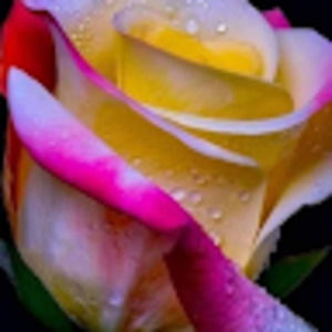 Meet your Posher, Geralyn